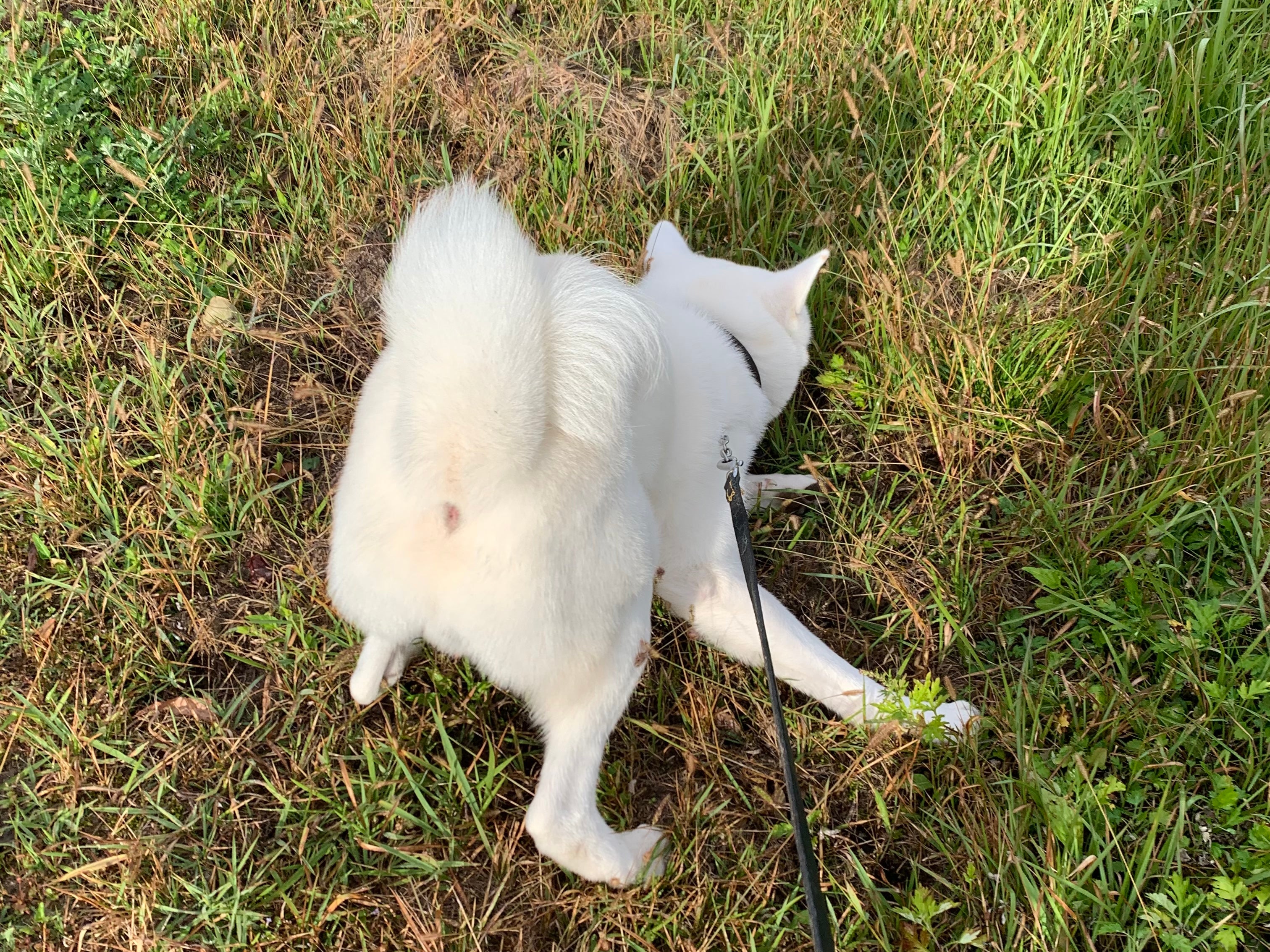 お散歩イヤイヤ犬